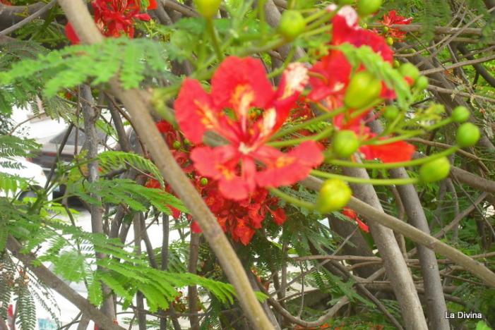DSCF0078.JPG