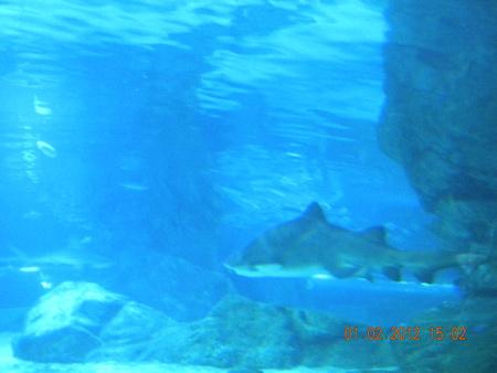 DSCN3594_resize.JPG