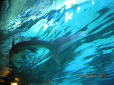 DSCN3596_resize.JPG