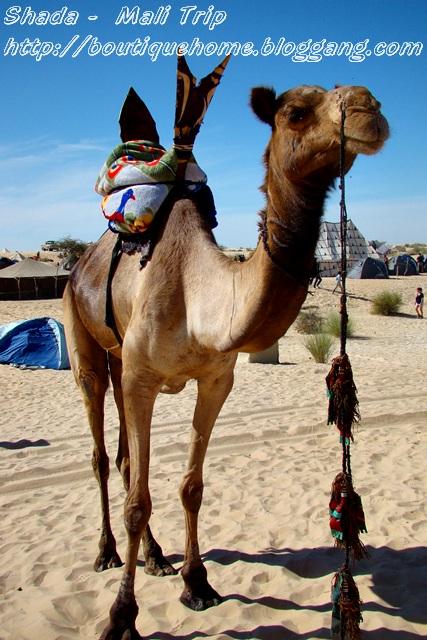 Mali24.jpg