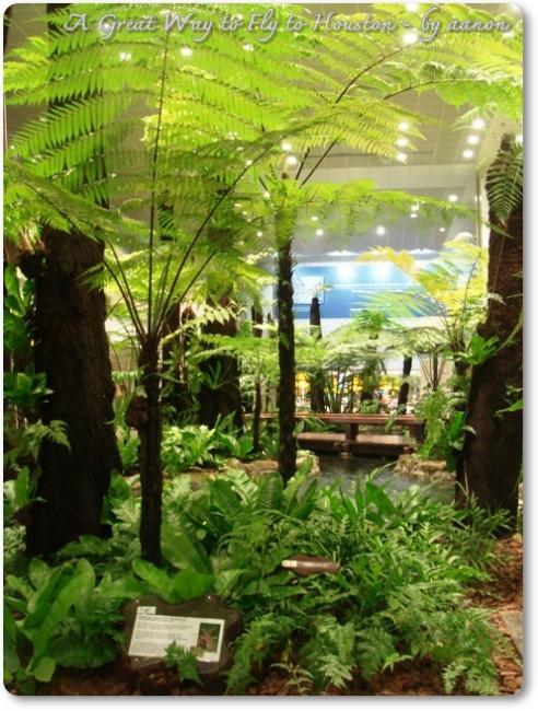 tree fern.jpg