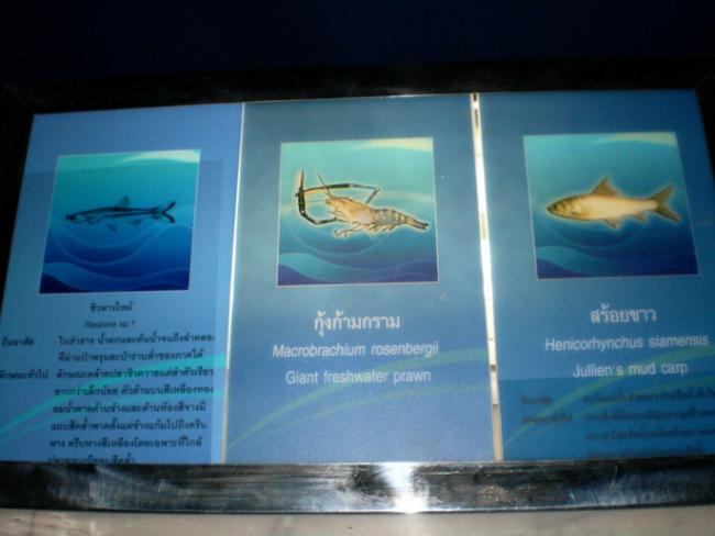 SANY6241.jpg