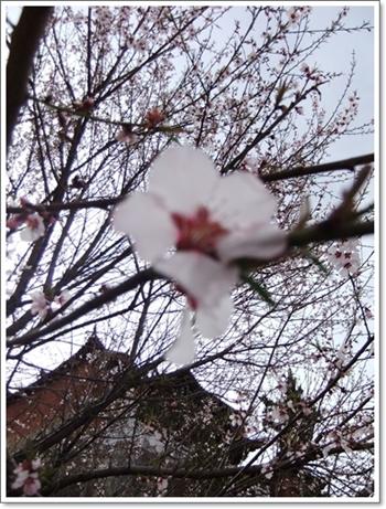 DSCF0204.jpg