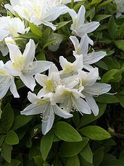 white azelea.jpg